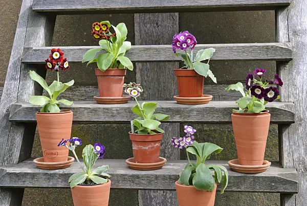 465102 - Auricula (Primula auricula)