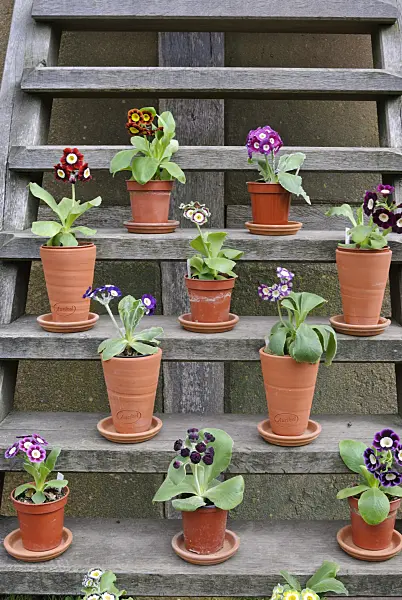 465103 - Auricula (Primula auricula)