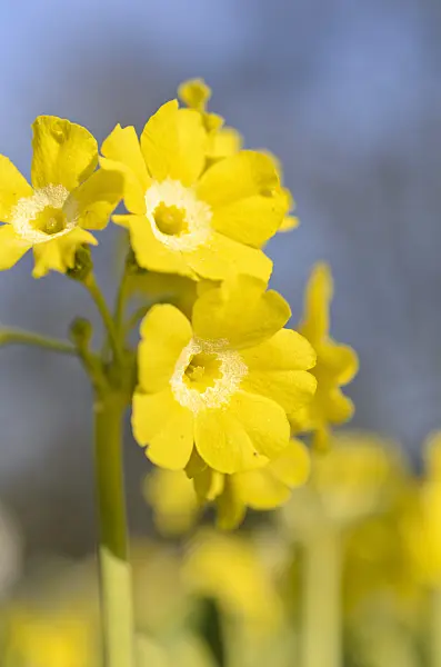 507062 - Auricula (Primula auricula)
