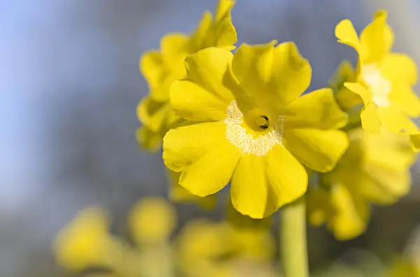 507063 - Auricula (Primula auricula)
