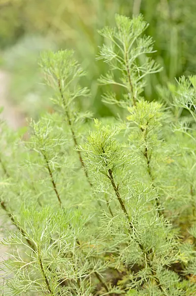 572049 - Aurone (Artemisia abrotanum)