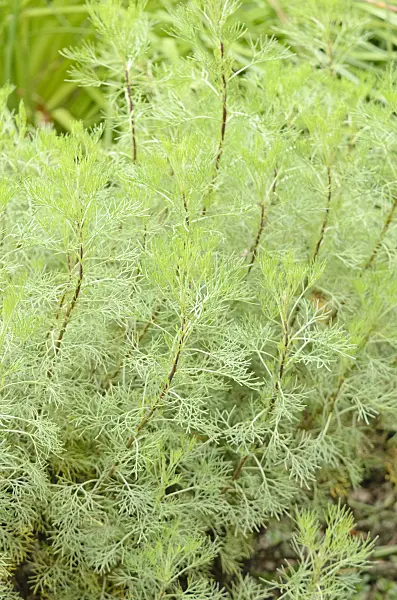 572050 - Aurone (Artemisia abrotanum)