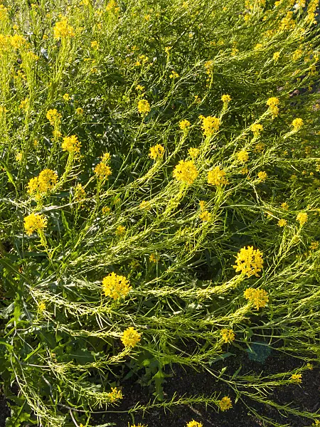 413055 - Ausdauernder Rapsdotter (Rapistrum perenne)