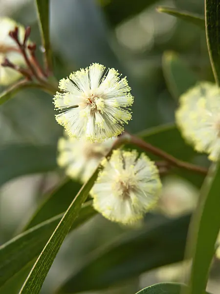 456035 - Australian blackwood (Acacia melanoxylon)