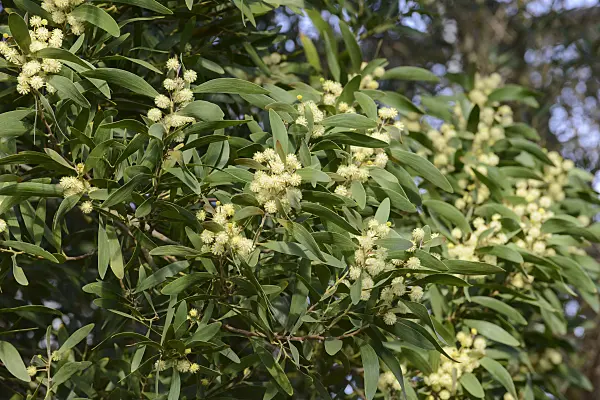 529229 - Australian blackwood (Acacia melanoxylon)
