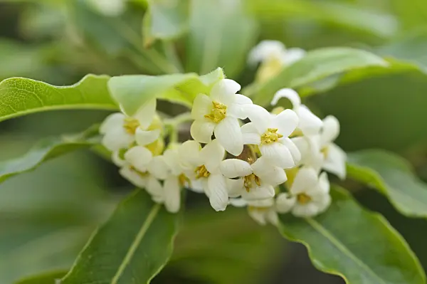 481046 - Australian chessewood (Pittosporum undulatum)