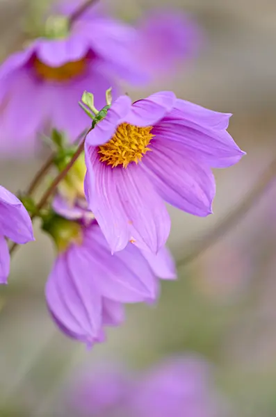 525377 - Australian dahlia (Dahlia australis)