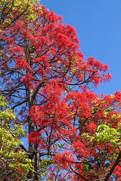 455139 - Australian flame tree (Brachychiton acerifolius)