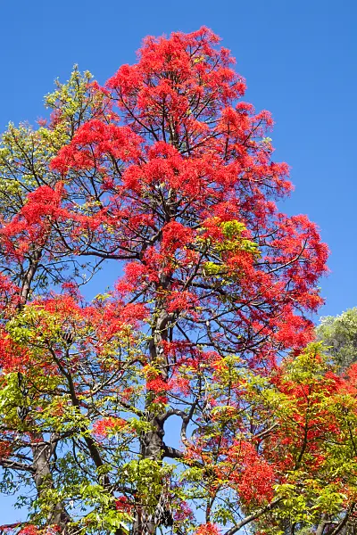 455140 - Australian flame tree (Brachychiton acerifolius)