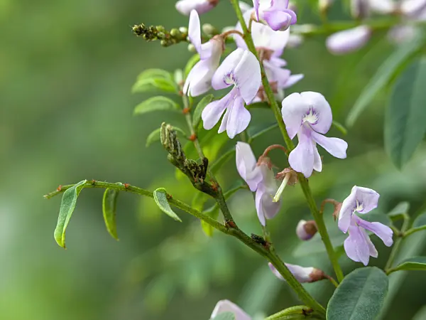 445016 - Australian indigo (Indigofera australis)