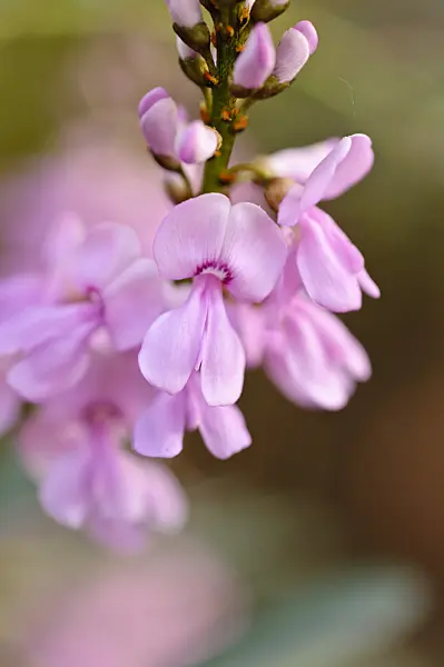 480025 - Australian indigo (Indigofera australis)