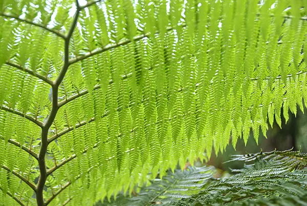 517478 - Australian tree fern (Cyathea cooperi)