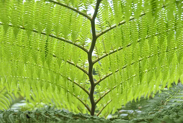 517479 - Australian tree fern (Cyathea cooperi)