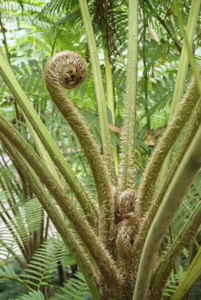517480 - Australian tree fern (Cyathea cooperi)