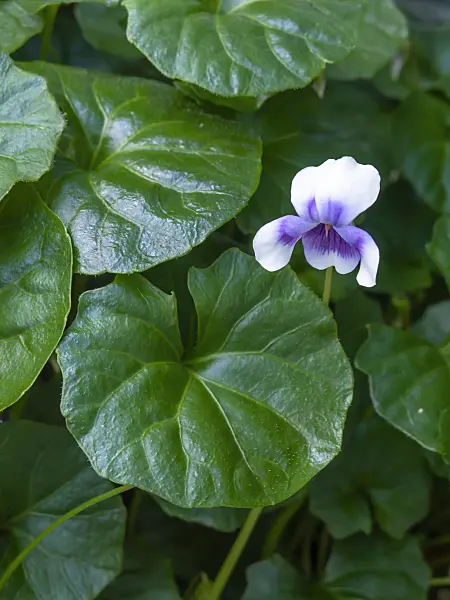 450036 - Australian violet (Viola hederacea)
