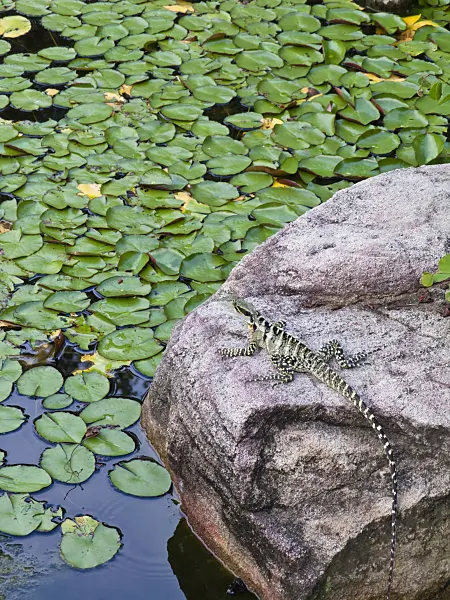 455074 - Australian water dragon (Intellagama lesueurii syn. Physignathus lesueurii)