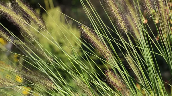 500143 - Australisches Lampenputzergras (Pennisetum alopecuroides)