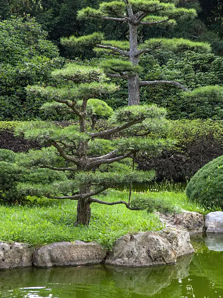 427128 - Austrian black pine (Pinus nigra var. nigra)