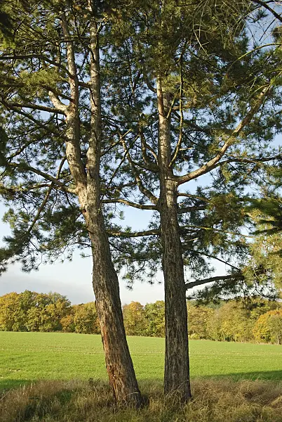 502311 - Austrian black pine (Pinus nigra var. nigra)
