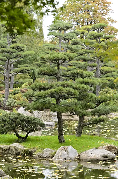 525379 - Austrian black pine (Pinus nigra var. nigra)