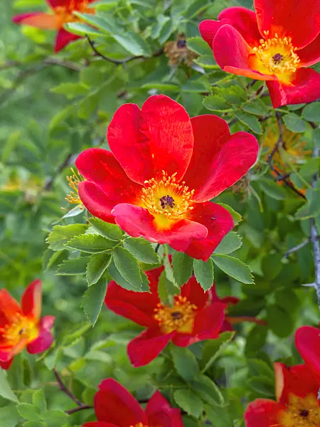 448092 - Austrian copper briar (Rosa foetida 'Muscosa')