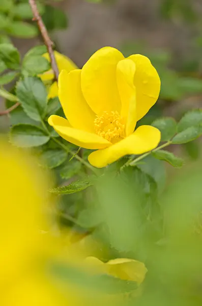 533041 - Austrian copper briar (Rosa foetida 'Persian Yellow')