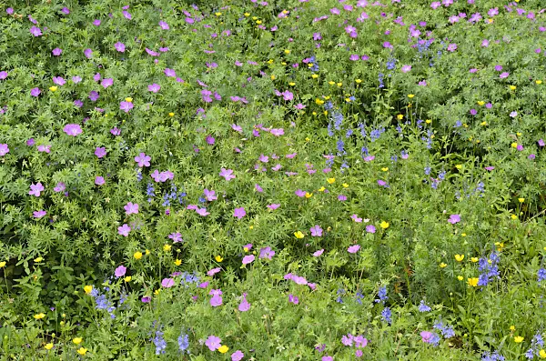 508522 - Austrian speedwell (Veronica austriaca var. teucrium), bloody cranesbill (Geranium sanguineum) and buttercup (Ranunculus)