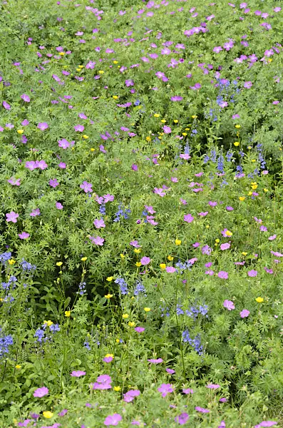508523 - Austrian speedwell (Veronica austriaca var. teucrium), bloody cranesbill (Geranium sanguineum) and buttercup (Ranunculus)