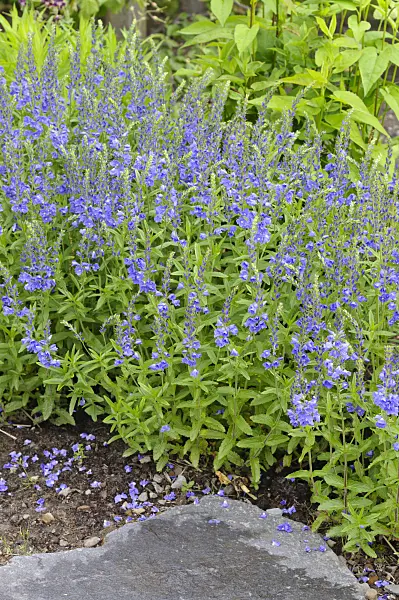 472314 - Austrian speedwell (Veronica austriaca var. teucrium 'Knallblau')