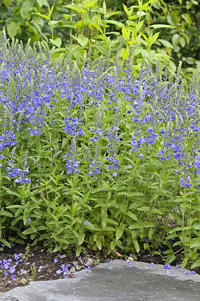 472315 - Austrian speedwell (Veronica austriaca var. teucrium 'Knallblau')
