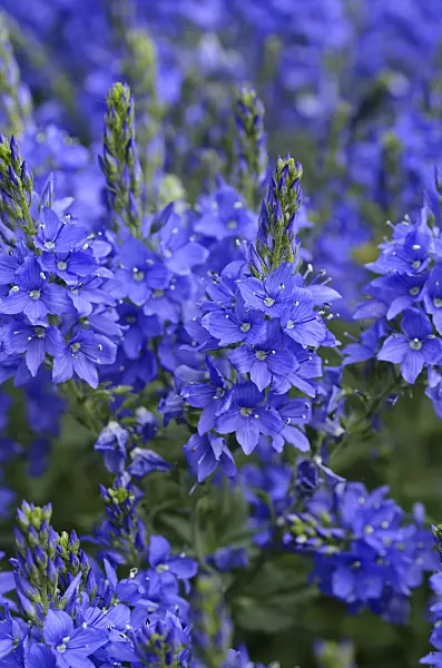 496252 - Austrian speedwell (Veronica austriaca var. teucrium 'Knallblau')
