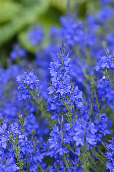 533629 - Austrian speedwell (Veronica austriaca var. teucrium 'Knallblau')
