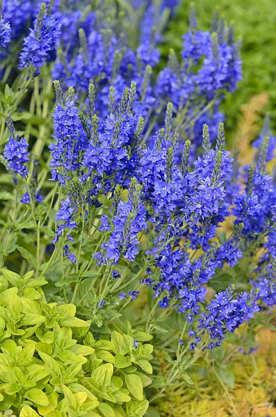 545092 - Austrian speedwell (Veronica austriaca var. teucrium 'Knallblau')