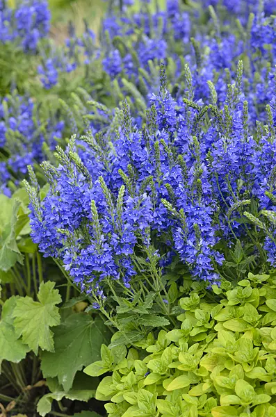 545096 - Austrian speedwell (Veronica austriaca var. teucrium 'Knallblau')