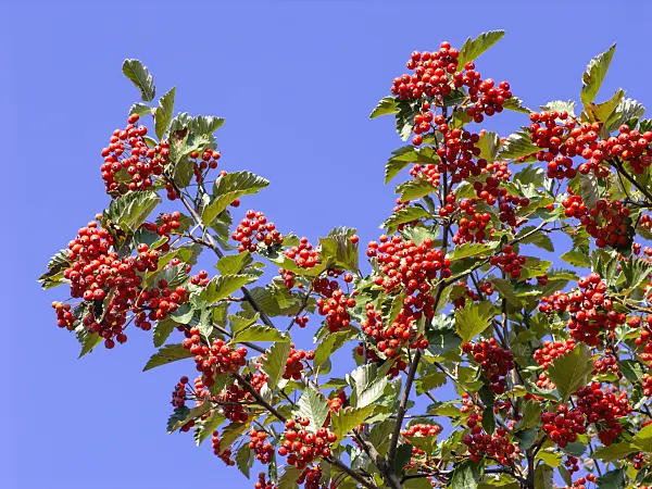 442008 - Austrian whitebeam (Sorbus austriaca)