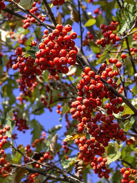 442009 - Austrian whitebeam (Sorbus austriaca)