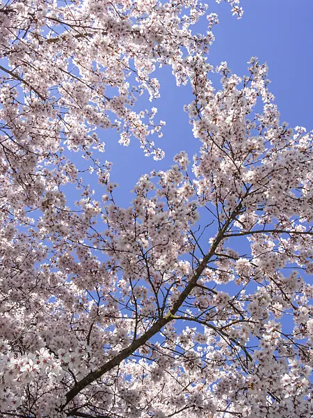 412009 - Autumn cherry (Prunus subhirtella)