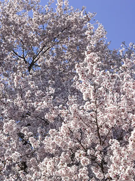 412011 - Autumn cherry (Prunus subhirtella)