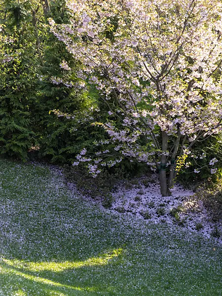 437124 - Autumn cherry (Prunus subhirtella)