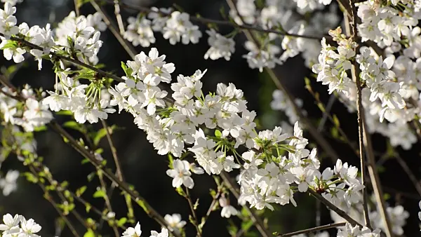 495062 - Autumn cherry (Prunus subhirtella)