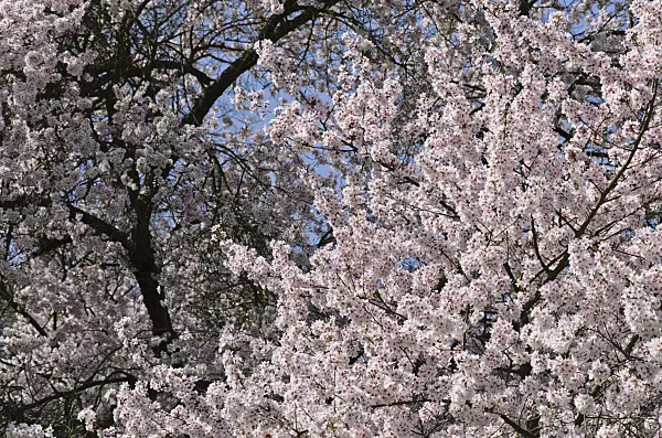 495069 - Autumn cherry (Prunus subhirtella)