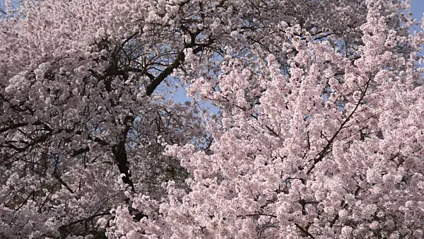 495075 - Autumn cherry (Prunus subhirtella)