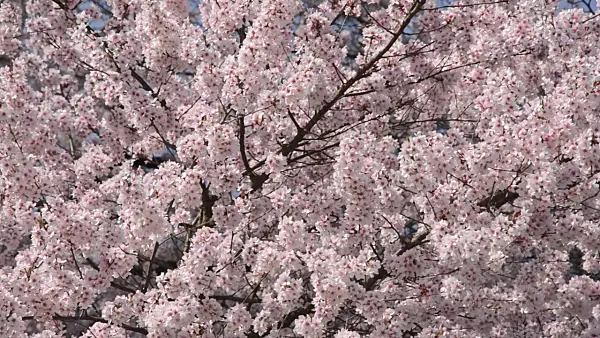 495076 - Autumn cherry (Prunus subhirtella)