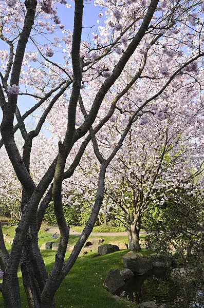 519094 - Autumn cherry (Prunus subhirtella)