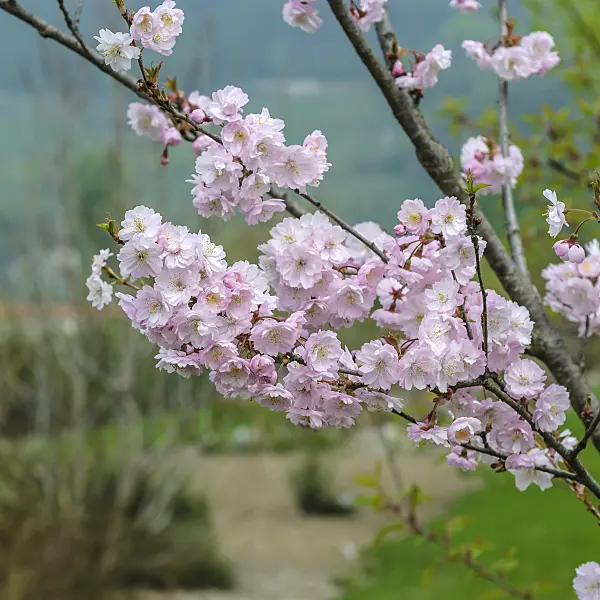 535316 - Autumn cherry (Prunus subhirtella 'Autumnalis Rosea')