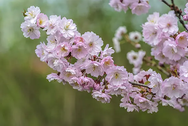 535317 - Autumn cherry (Prunus subhirtella 'Autumnalis Rosea')