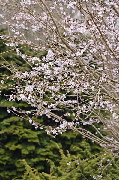 542014 - Autumn cherry (Prunus subhirtella 'Autumnalis Rosea')