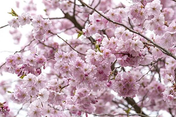 651452 - Autumn cherry (Prunus subhirtella 'Autumnalis Rosea')