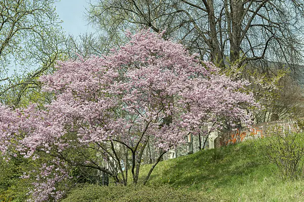 616301 - Autumn cherry (Prunus subhirtella 'Fukubana')