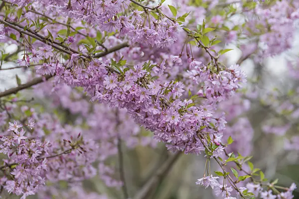 616302 - Autumn cherry (Prunus subhirtella 'Fukubana')
